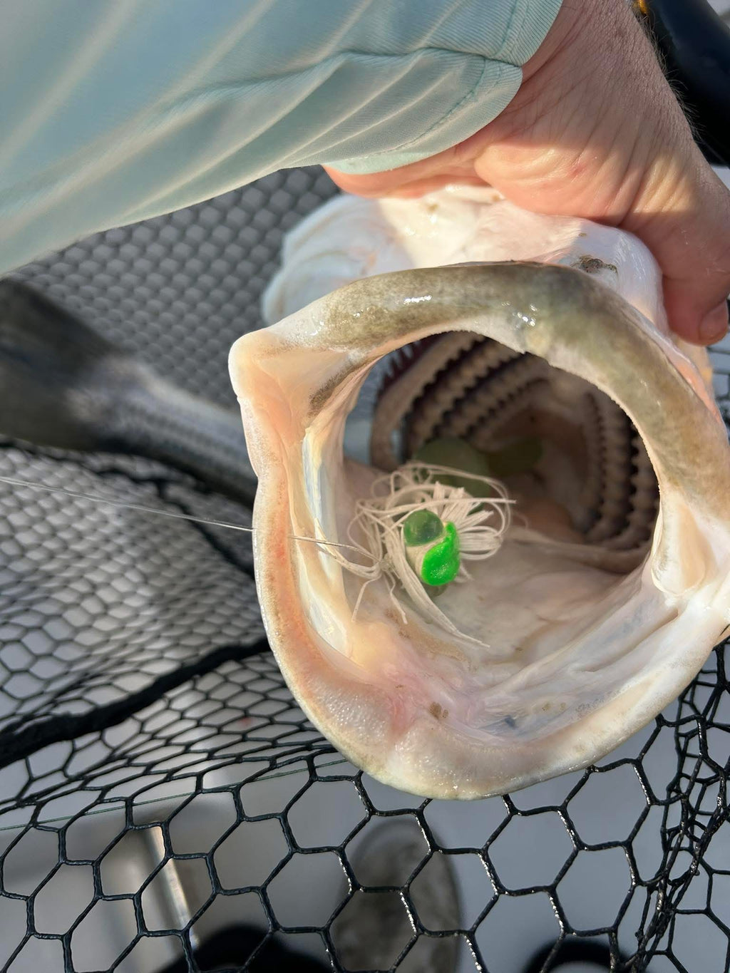 EYECONIC DAWG TANDEM